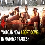Adapt a cow